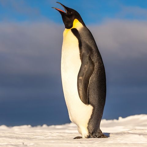 Kaiserpinguin in der Antarktis