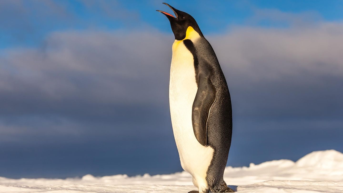 Kaiserpinguin in der Antarktis