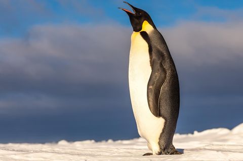 Kaiserpinguin in der Antarktis