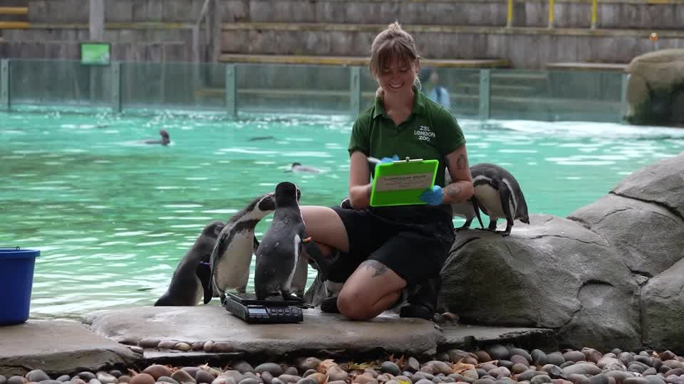 Video: Zoo-Tiere müssen auf die Waage Video: Zoo-Tiere müssen auf die Waage