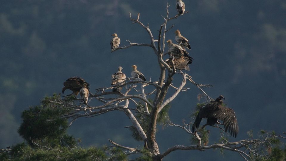 Geier sitzen auf einem Baum