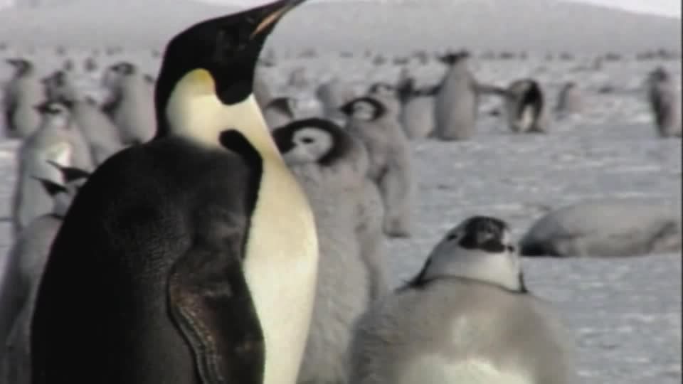 Video: Kaiser-Pinguine: Klimawandel sorgt laut Studie für Küken-Massensterben