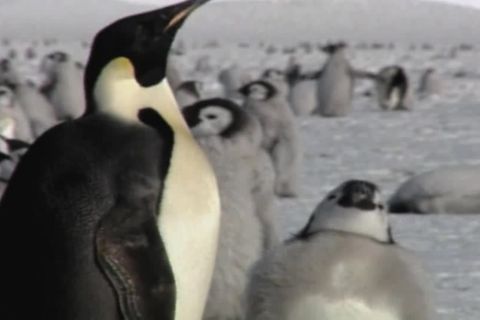 Video: Kaiser-Pinguine: Klimawandel sorgt laut Studie für Küken-Massensterben