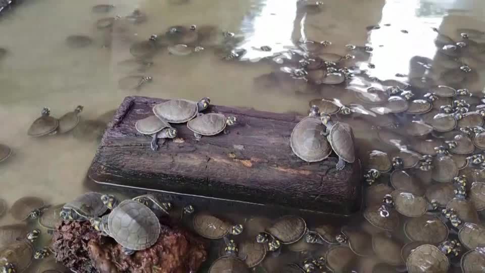 Video: Rund 1.200 Süßwasserschildkröten in Freiheit