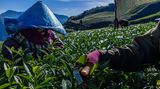 Chiayi, Taiwan. Arbeiter pflücken Blätter auf einer Teefarm. Taiwans Teebauern in der Teeregion Ali Mountain haben mit den Folgen des Klimawandels zu kämpfen. Ihre Erträge werden in den kommenden Jahrzehnten wahrscheinlich stark zurückgehen, wenn die Klimaauswirkungen in ihrem derzeitigen Tempo anhalten. Aufgrund der steigenden Temperaturen in Taiwan leiden die Teebauern seit 2021 unter einer lang anhaltenden saisonalen Dürre. Zusammen mit den jüngsten heftigen Gewitterschauern, die den Teefarmen sintflutartige Regenfälle beschert haben, beeinträchtigt der Klimawandel nicht nur das Wachstum der Teebäume, sondern auch den Geschmack des Tees.