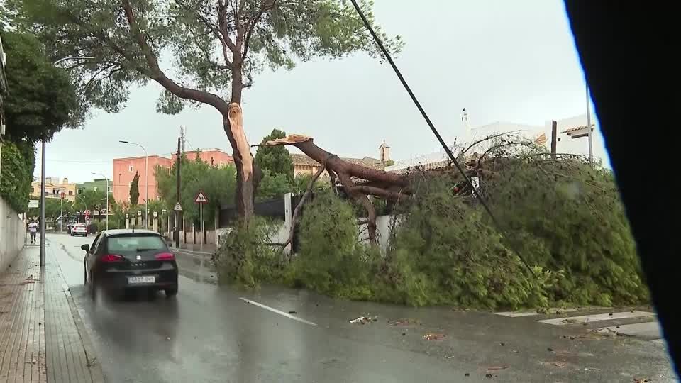 Urlaubsinsel: Bäume umgestürzt, Cafés verwüstet: heftige Unwetter auf Mallorca