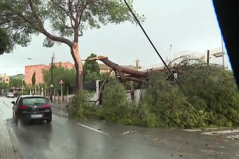 Urlaubsinsel: Bäume umgestürzt, Cafés verwüstet: heftige Unwetter auf Mallorca