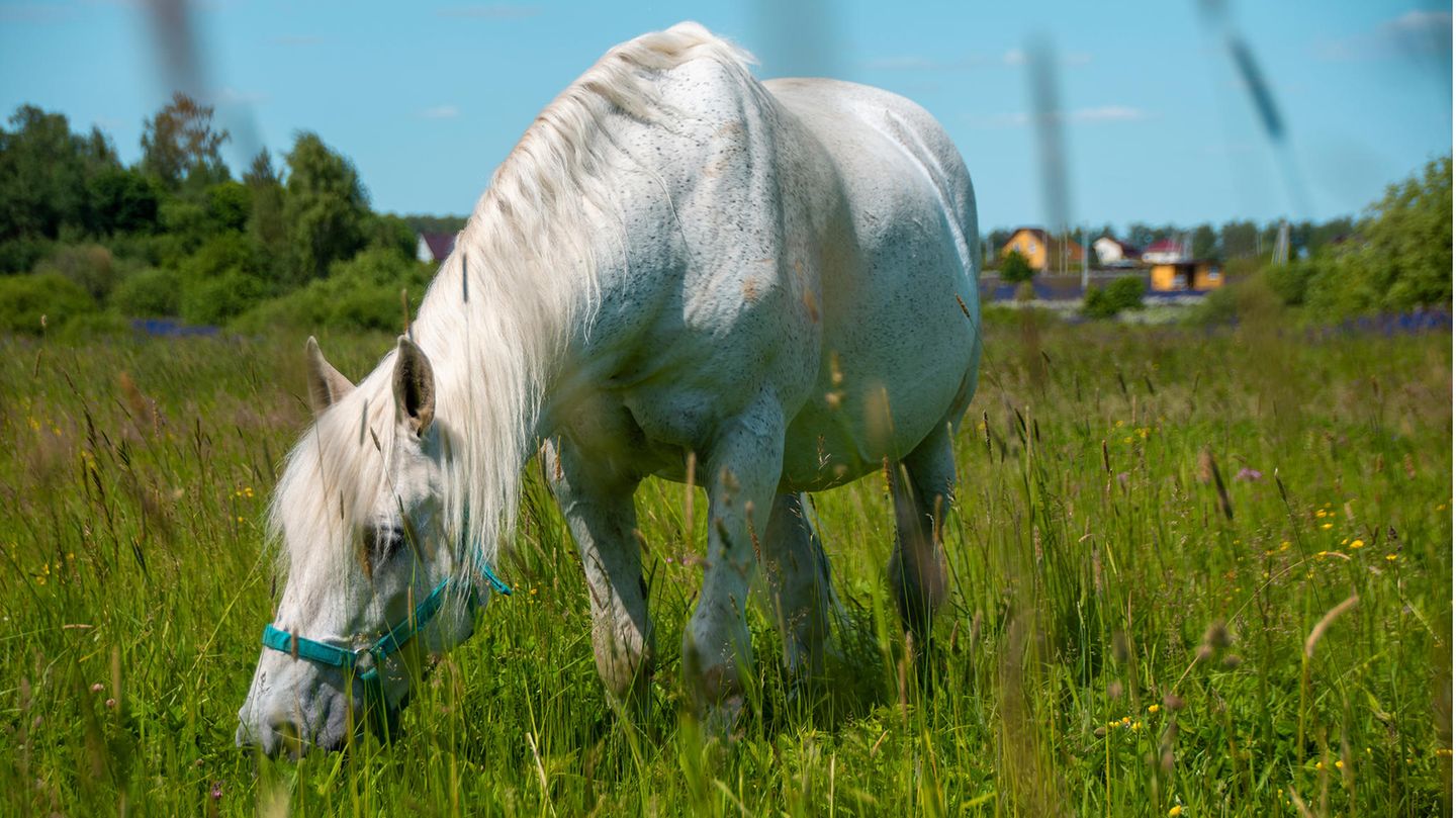 Pony auf einer Wiese