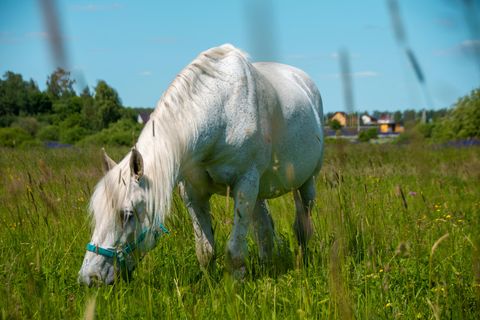Pony auf einer Wiese