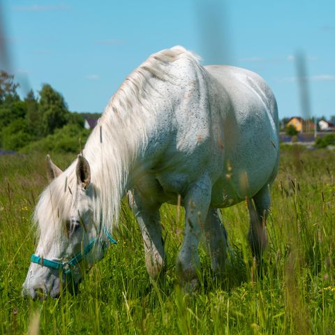 Pony auf einer Wiese