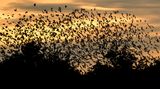 Stare fliegen am frühen Morgen im Schwarm über einen Goldplatz