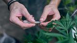 Mann rollt einen Joint neben einer Hanfpflanze