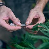 Mann rollt einen Joint neben einer Hanfpflanze