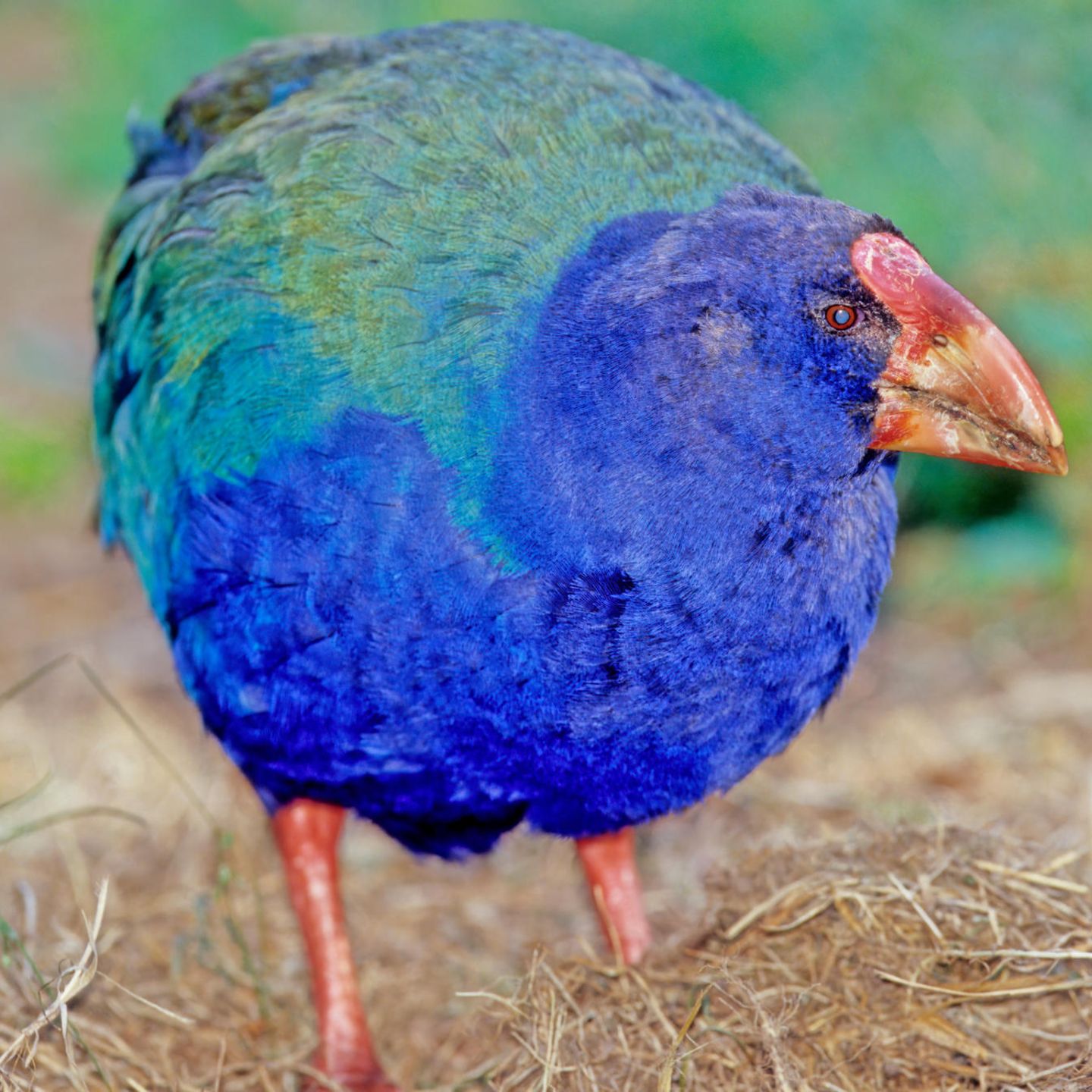 Südinseltakahē wurde zweimal für ausgestorben erklärt – und kam zurück |  STERN.de