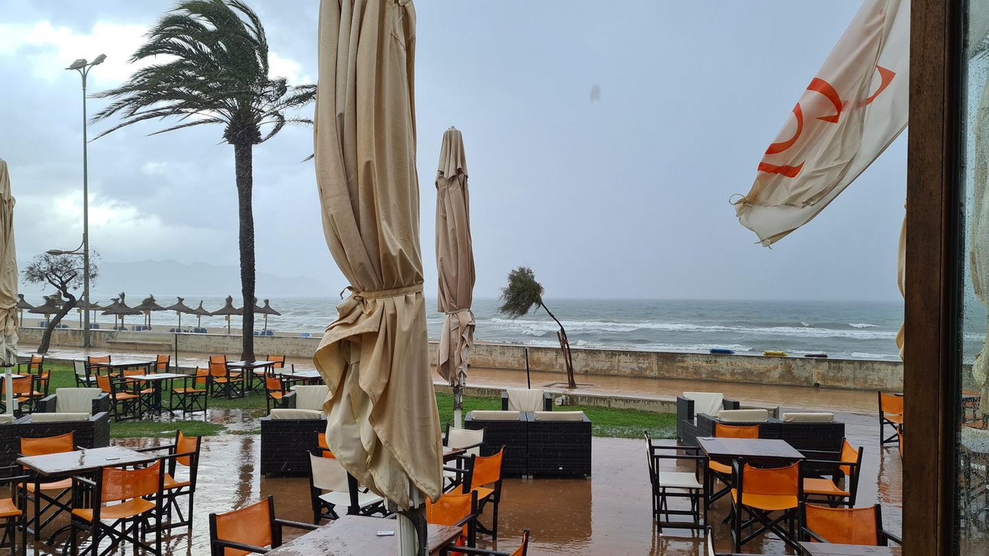 Palmen biegen sich im Wind