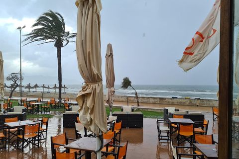 Palmen biegen sich im Wind