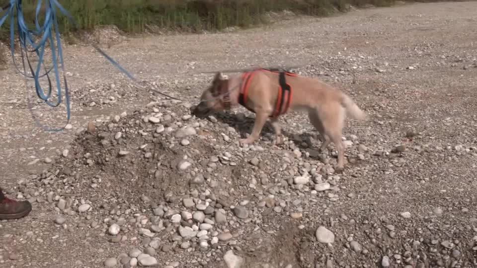 Video: Archäologie-Hunde: Felderkundung auf vier Pfoten