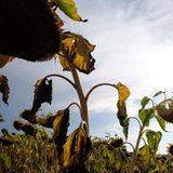 Ausgetrocknetes Sonnenblumenfeld