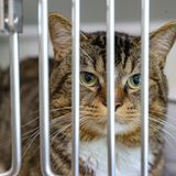 Katze hinter Gitterstäben