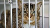 Katze hinter Gitterstäben