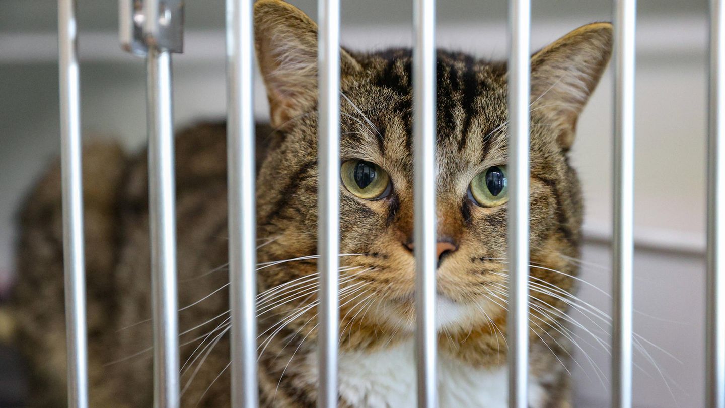 V wie volle Tierheime Katze hinter Gitterstäben