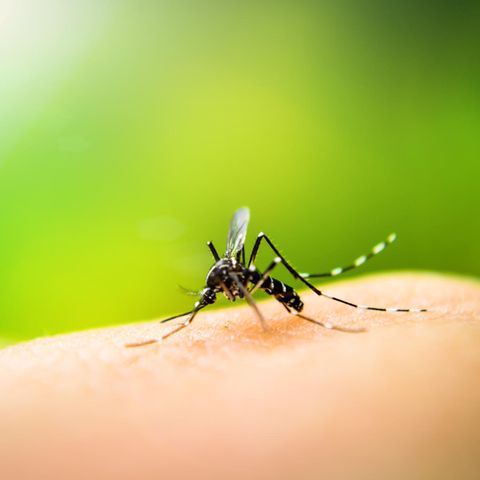Die Tigermücke überträgt das Dengue-Fieber