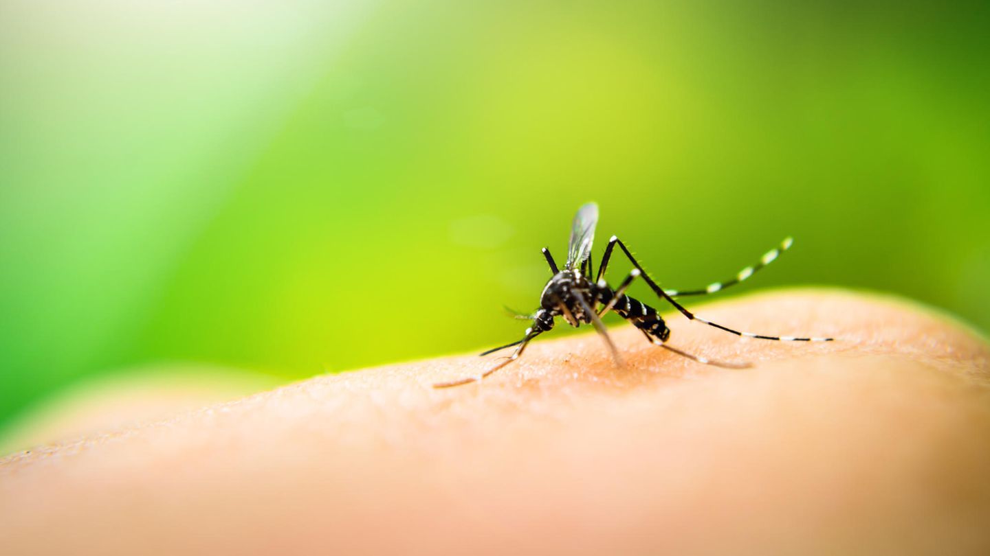 Dengue en el lago de Garda: esto es lo que necesita saber sobre la enfermedad