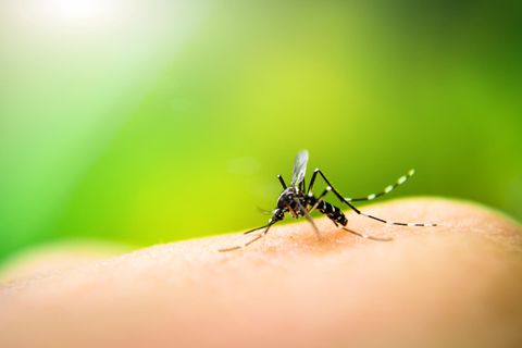 Die Tigermücke überträgt das Dengue-Fieber