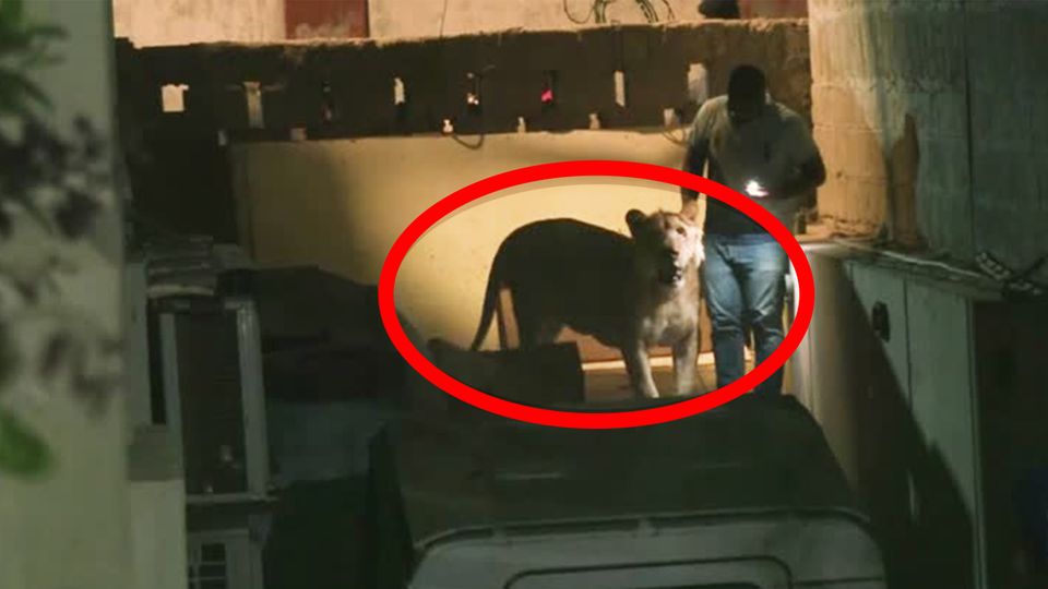 Pakistan: Mitten im Berufsverkehr: Löwe entwischt Besitzer aus dem Auto