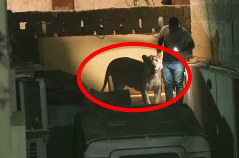 Pakistan: Mitten im Berufsverkehr: Löwe entwischt Besitzer aus dem Auto