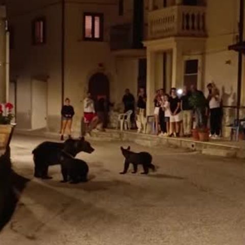 Bergdorf in Norditalien: Mit Nachwuchs im Gepäck: Hier kommt Mama Petz zu Besuch