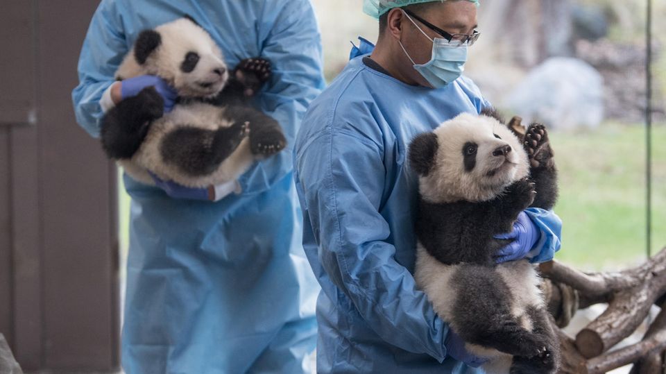 Berliner Zoo Feiert Geburtstag: Pandas Pit Und Paule Werden Vier | STERN.de