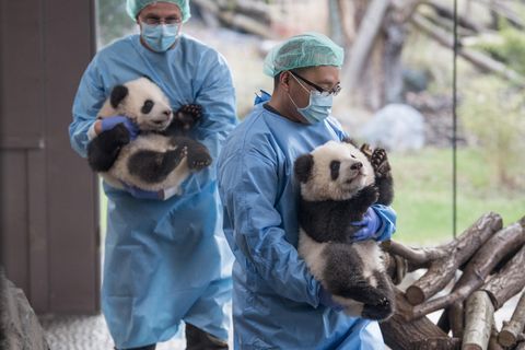 Im Januar 2023 waren Pit und Paule zum ersten Mal für die Besucher des Berliner Zoos zu sehen 