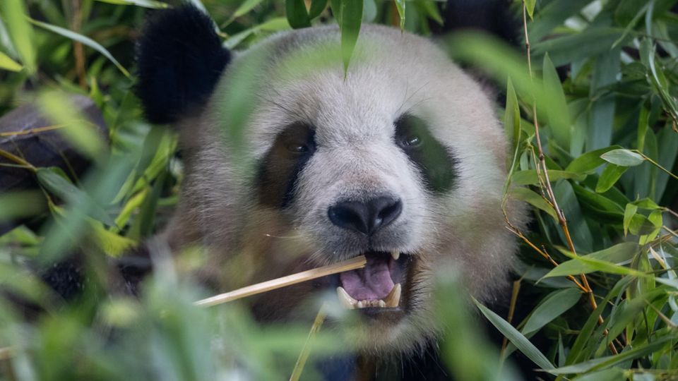 Berliner Zoo: Pit und Paule kosten den Berliner Zoo viel Geld, vor allem der Bambus sei sehr teuer Pit und Paule kosten den Berliner Zoo viel Geld, vor allem der Bambus sei sehr teuer