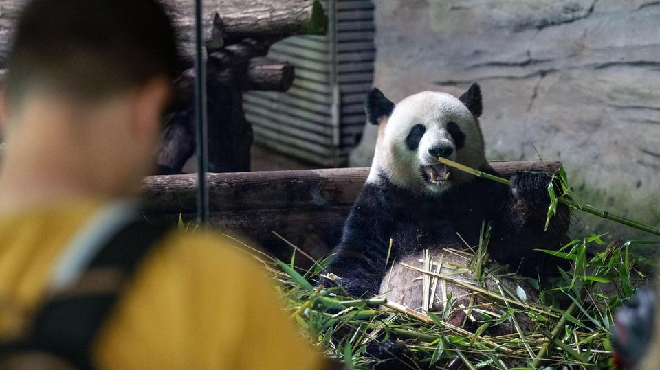 Pit und Paule sind die Zuschauerlieblinge im Berliner Zoo