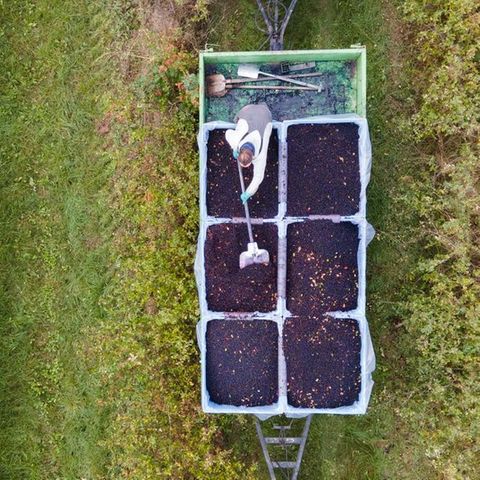 Ein Landwirt steht auf einem Feld und sortiert geerntete Aroniabeeren