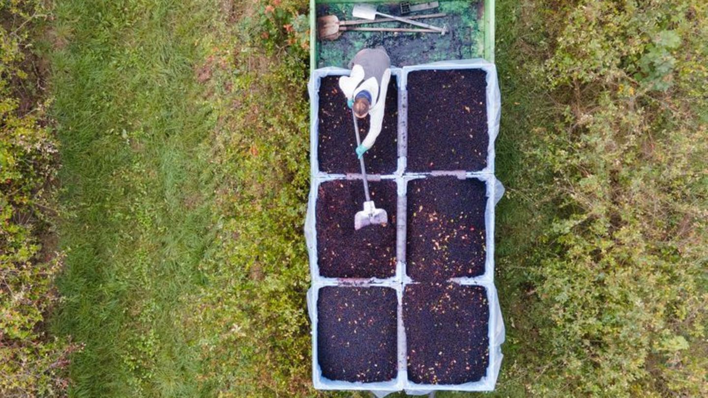 Ein Landwirt steht auf einem Feld und sortiert geerntete Aroniabeeren