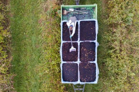 Ein Landwirt steht auf einem Feld und sortiert geerntete Aroniabeeren