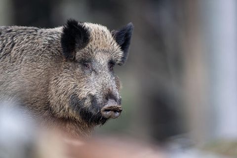 Wildschwein