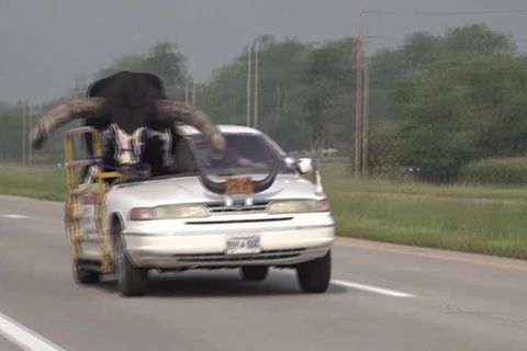 Nebraska: Bulle als Beifahrer: US-Polizei stoppt Auto mit mächtigem Watussi-Rind an Bord