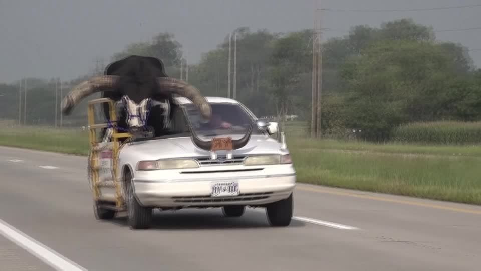 Nebraska: Bulle als Beifahrer: US-Polizei stoppt Auto mit mächtigem Watussi-Rind an Bord