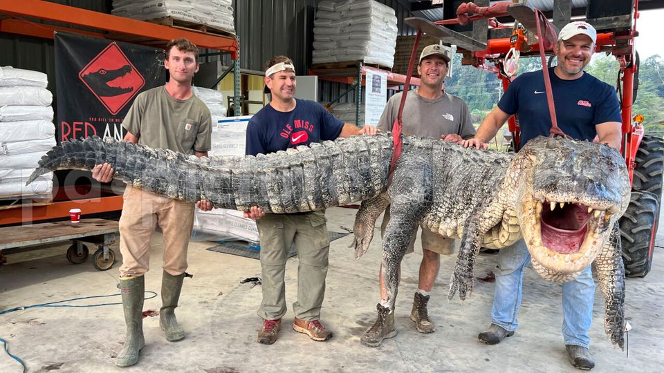 Vier Männer posieren mit dem mehr als vier Meter langen Alligator