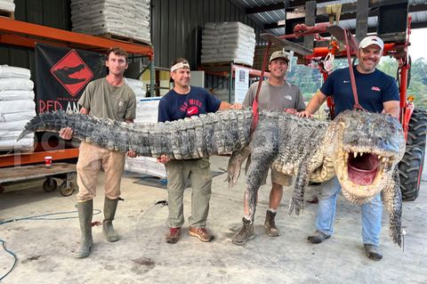 Vier Männer posieren mit dem mehr als vier Meter langen Alligator