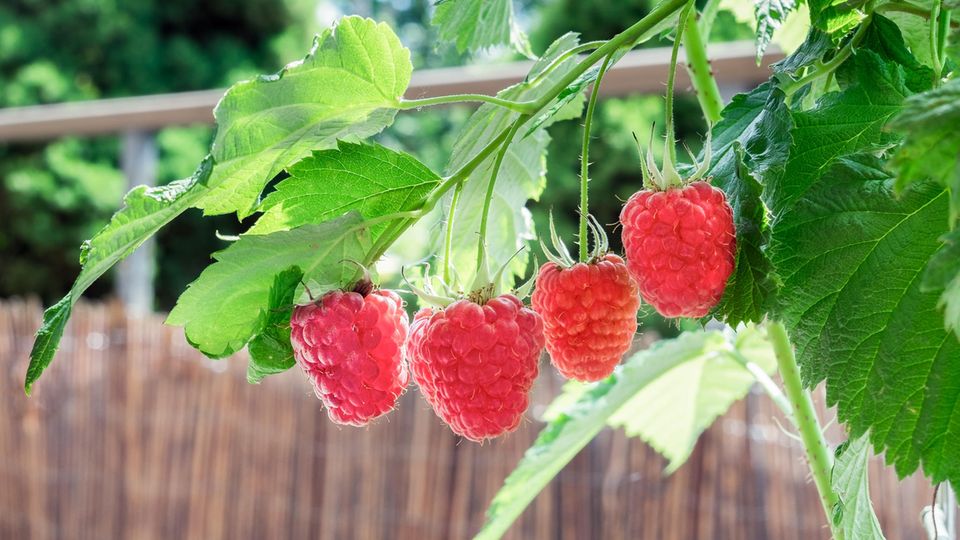 Balkonobst Himbeeren