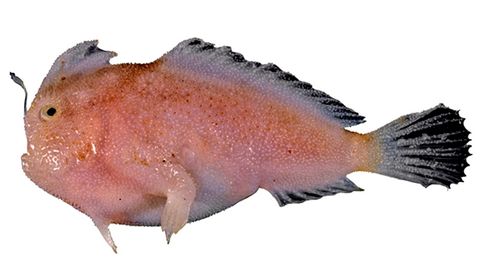 Schmalrumpf-Handfisch