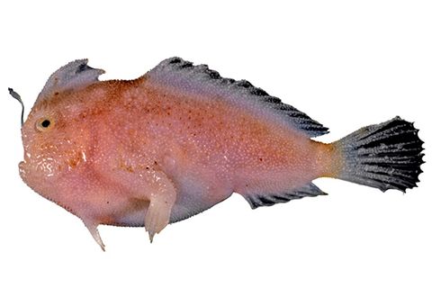 Schmalrumpf-Handfisch
