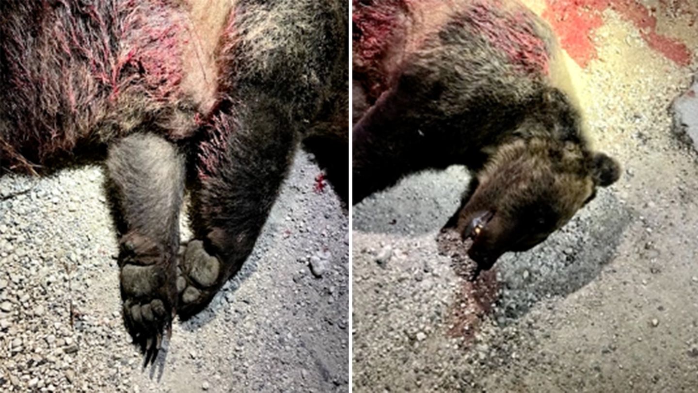 Nationalpark: Seltene Bärin in Italien erschossen – Tierschützer zeigen sich empört