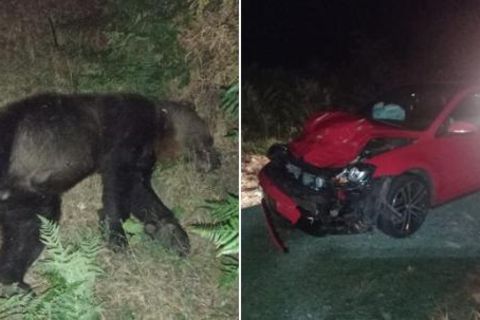 Die Behörden veröffentlichten Bilder des getöteten Bären und des beschädigten Unfallwagens
