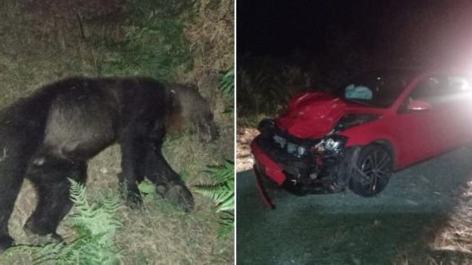 Die Behörden veröffentlichten Bilder des getöteten Bären und des beschädigten Unfallwagens