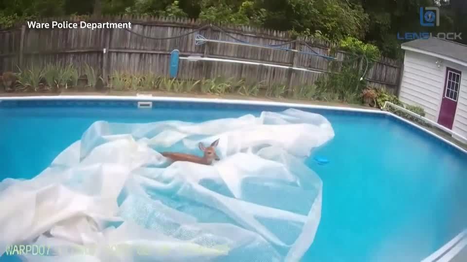 USA: Wildes Geplantsche: Reh geht unfreiwillig im Pool schwimmen